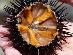 Fresh sea urchin ready to eat.