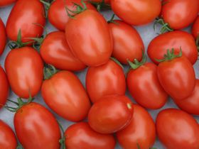 Roma tomatoes ripened to perfection.